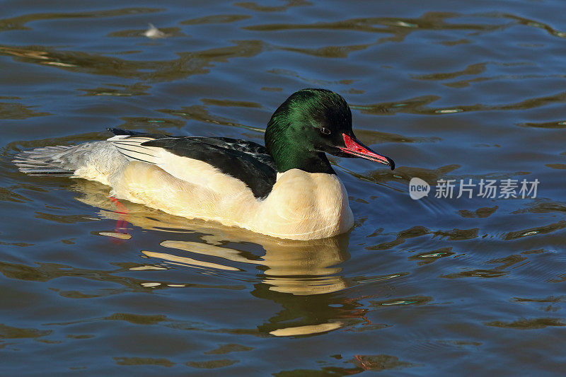 公沙鼠(Mergus merganser)